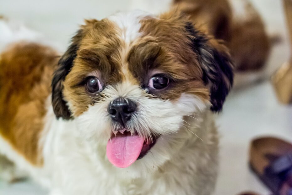 que alimento para perro tiene mas proteina