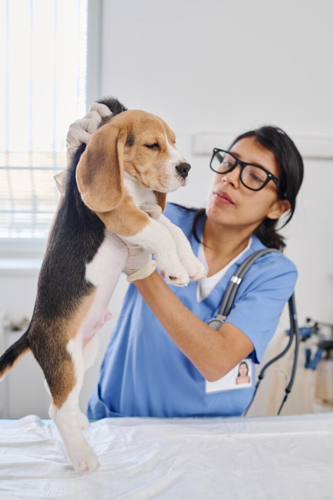 como curar la sarna en perros