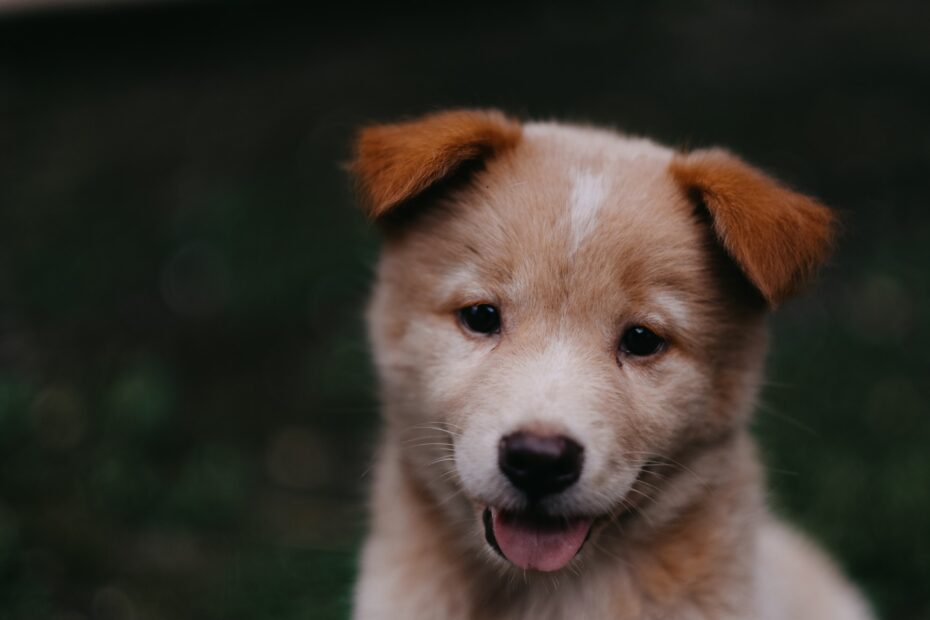 alimento para perro a base de pollo