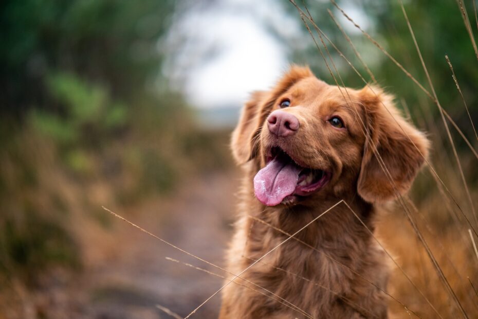 Alimentos para perros bajos en grasas