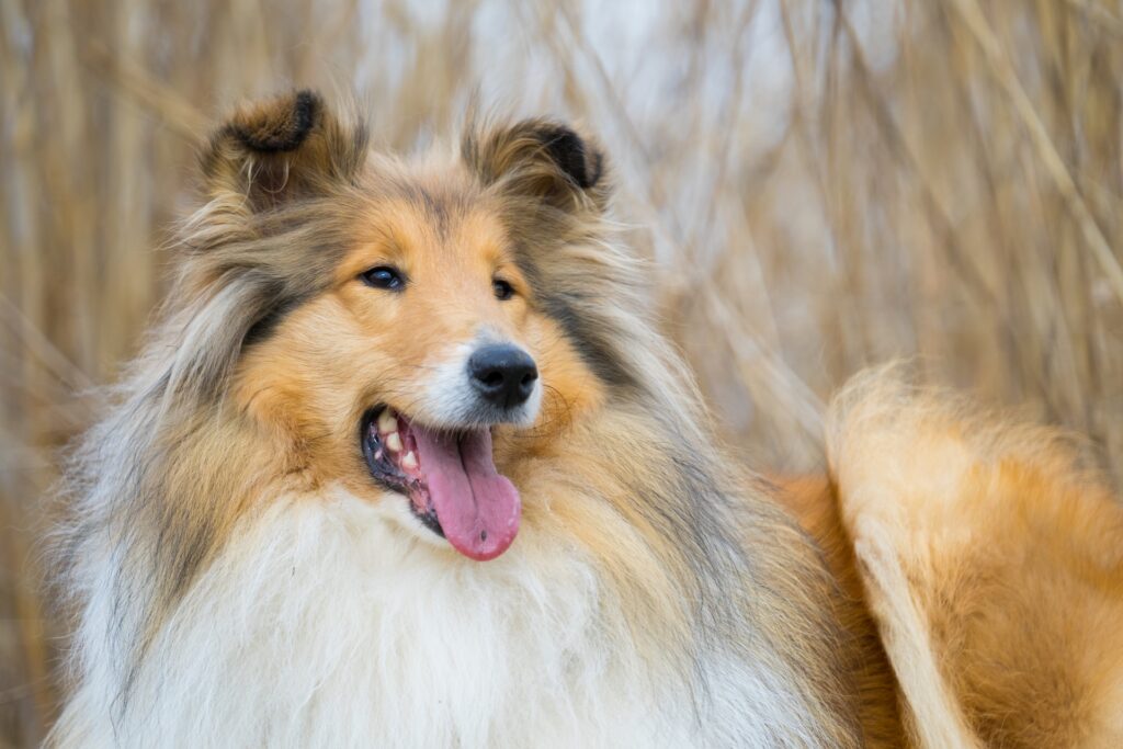 golosinas para perros