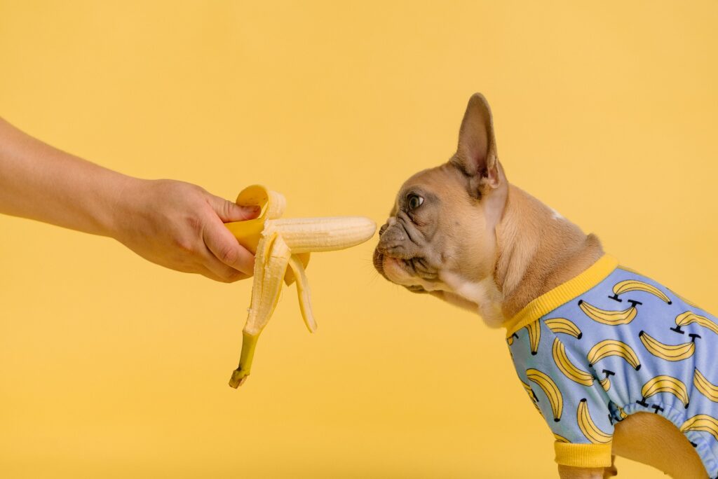 los perros pueden comer platano