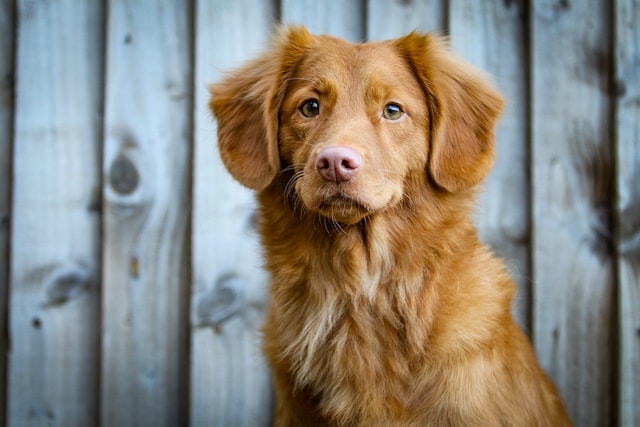 croquetas economicas para perro