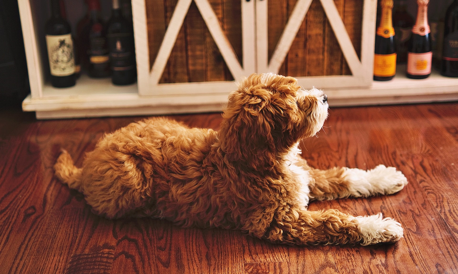 cual es mejor labradoodle o goldendoodle