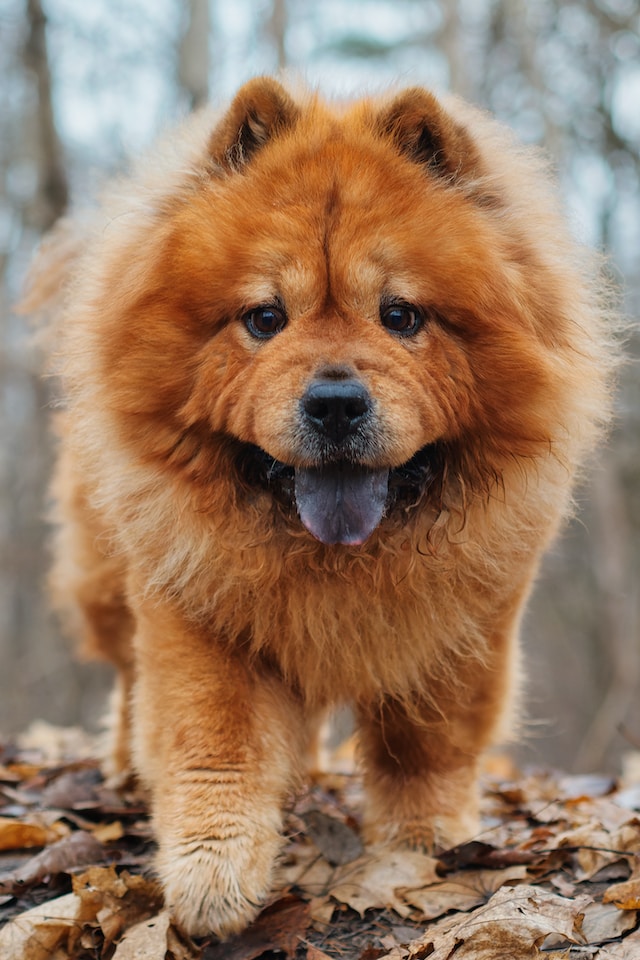 perros peludos