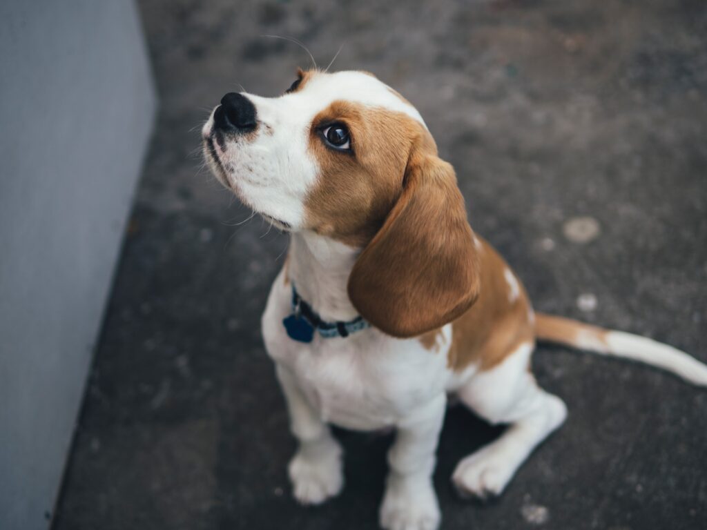 alimento para perro adulto mayor raza pequeña