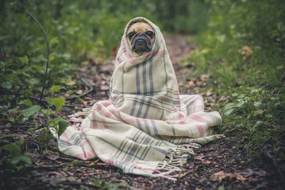 alimento para perro adulto mayor raza pequeña