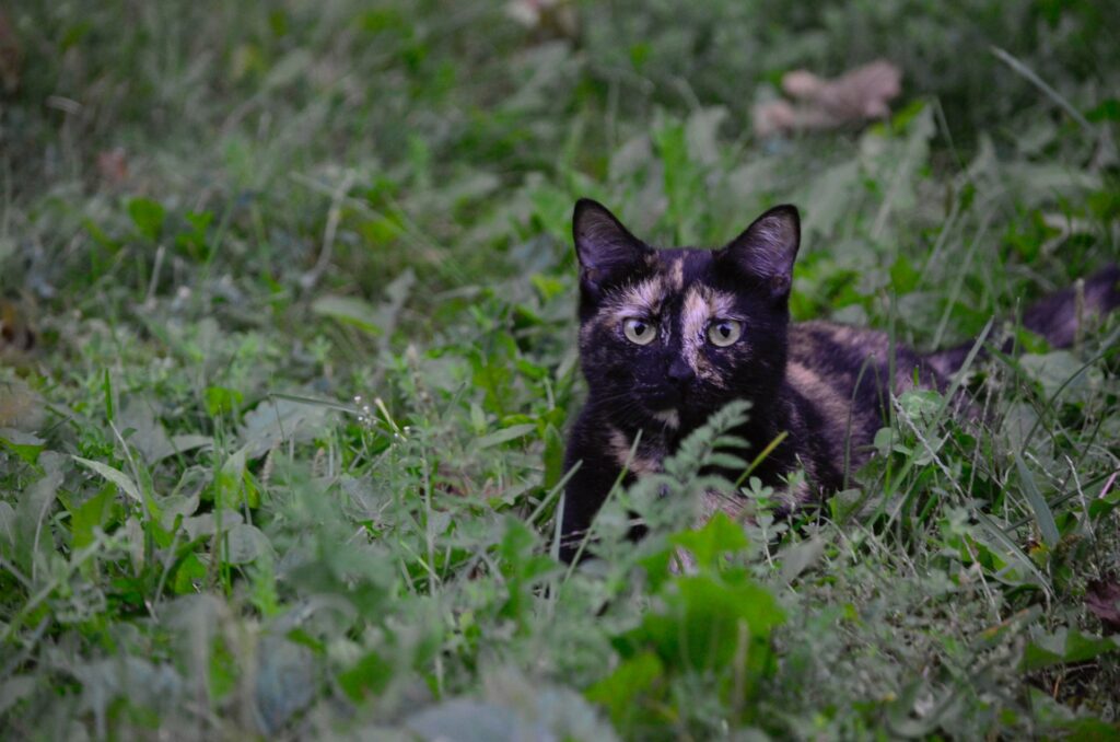 como ahuyentar gatos