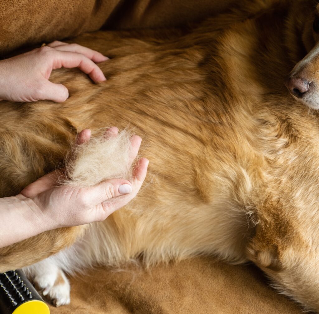 shampoo para perros