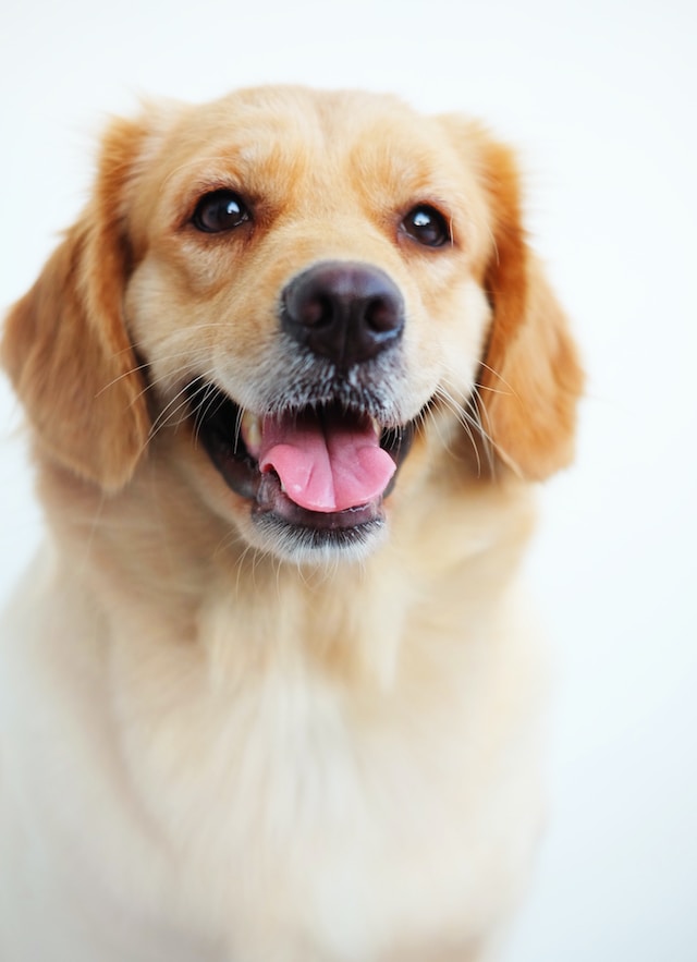 croquetas economicas para perro