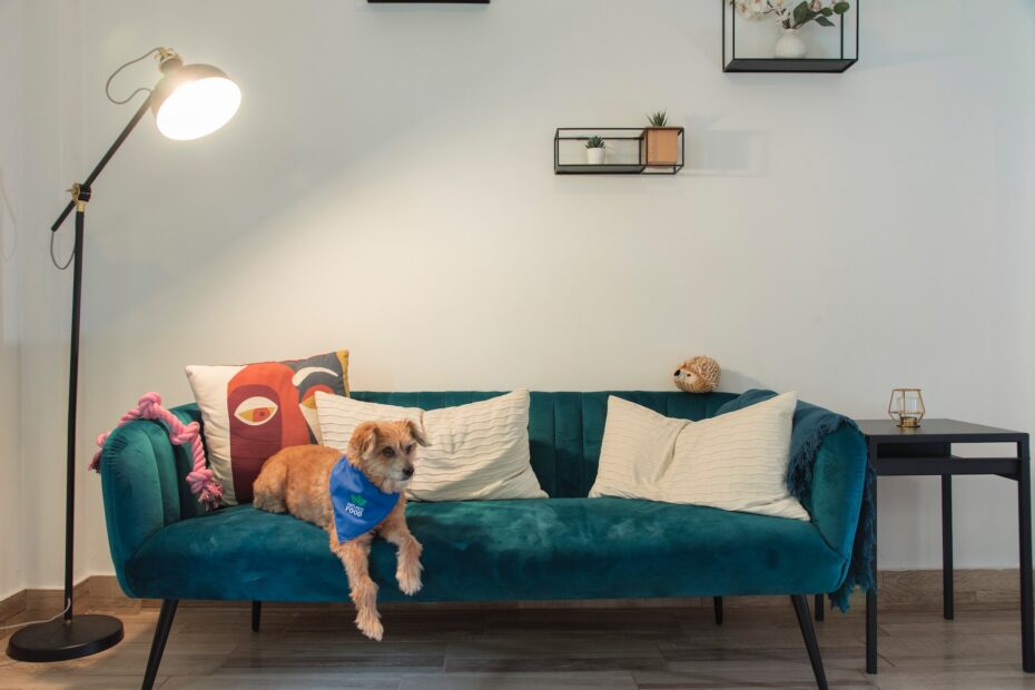 sofas para perro