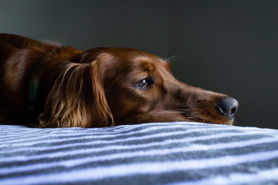 mi perro no quiere comer y está decaído