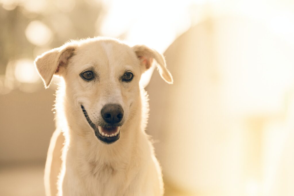 los 10 mejores alimentos para perros