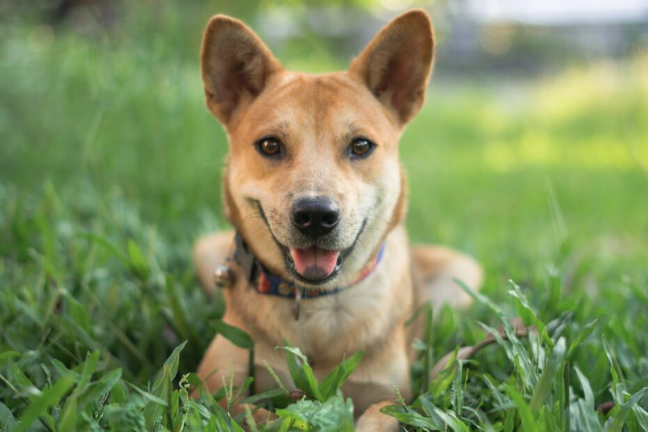 Alimento para perro a base de salmón