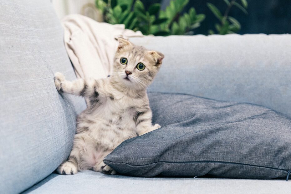 croquetas para gato bebe