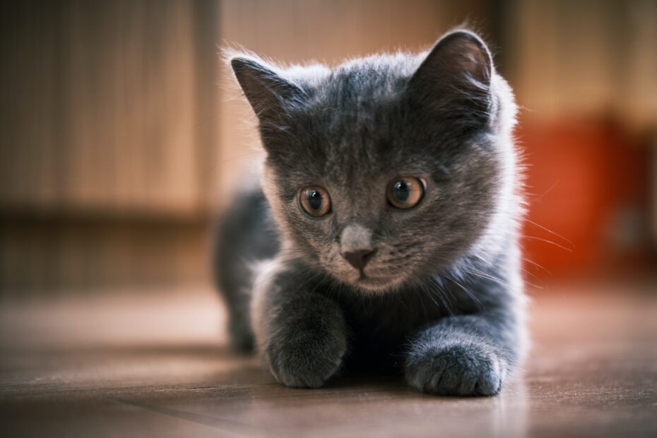 como saber si un gato es hembra o macho