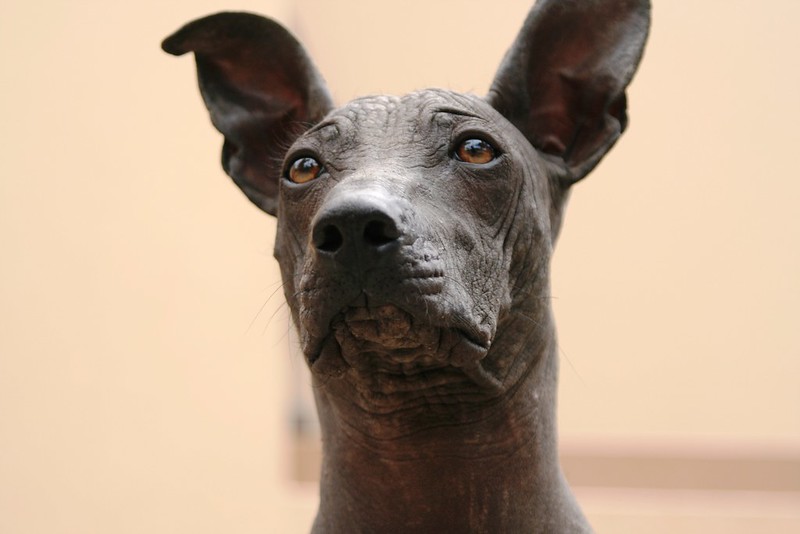 xoloitzcuintle + leyenda