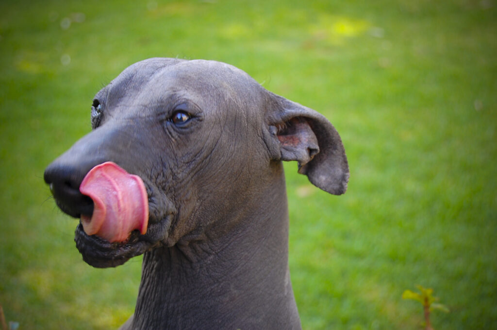 Xoloitzcuintle