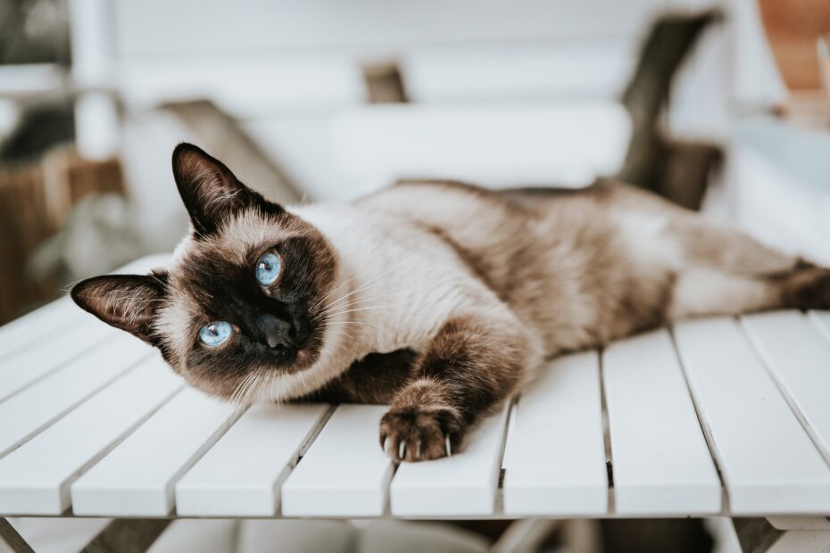 Alimento para gato Siamés