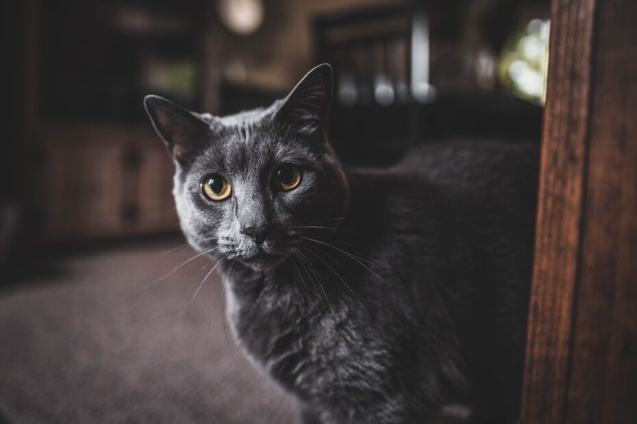 Alimento para gato Bombay