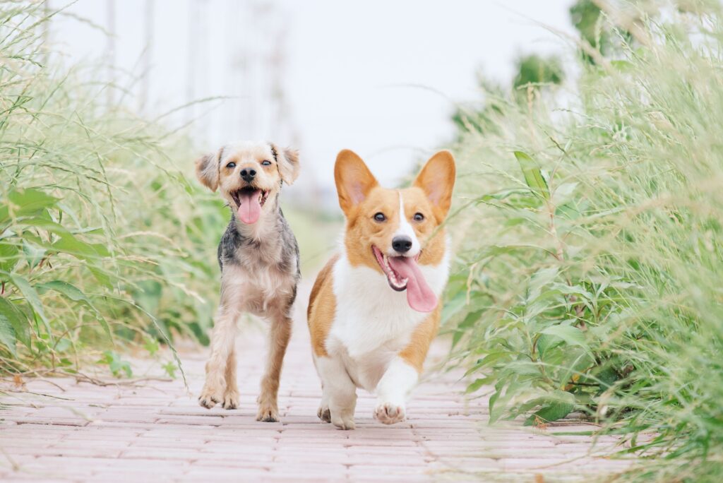 los perros pueden comer pepino