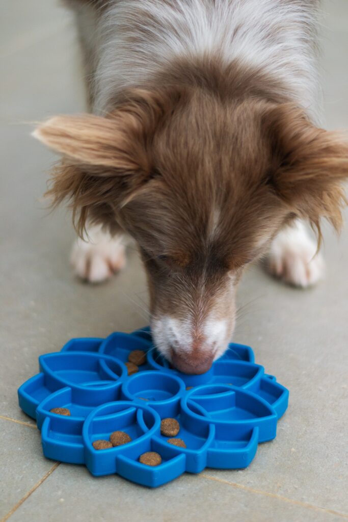 platos para perros