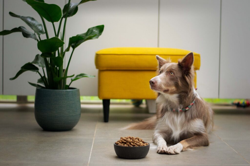 Los mejores alimentos para perros sin cereales