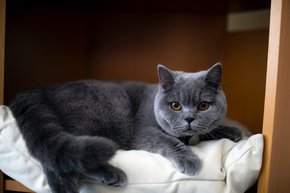 Alimento para gato Británico de pelo corto