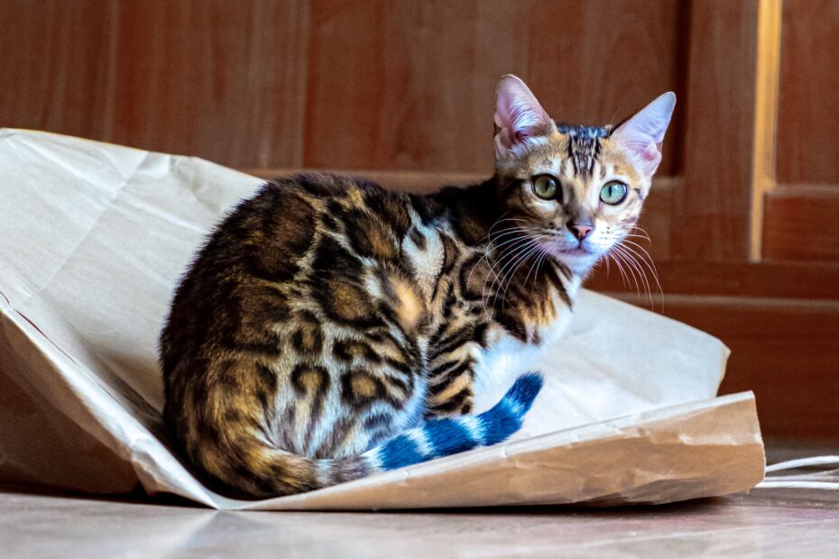 Alimento para gato Bengalí