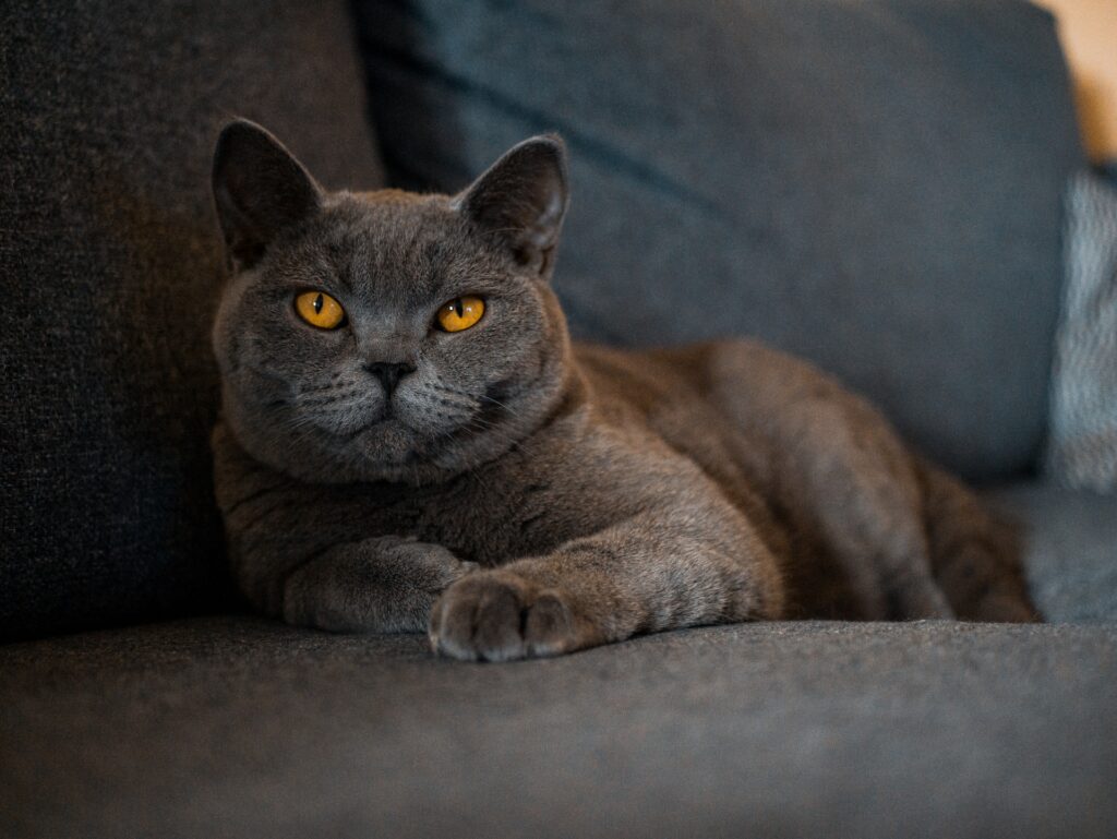  Alimento para gato Británico de pelo corto