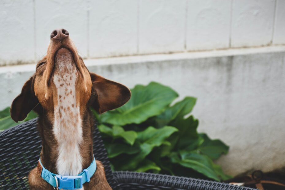 alergia en perros