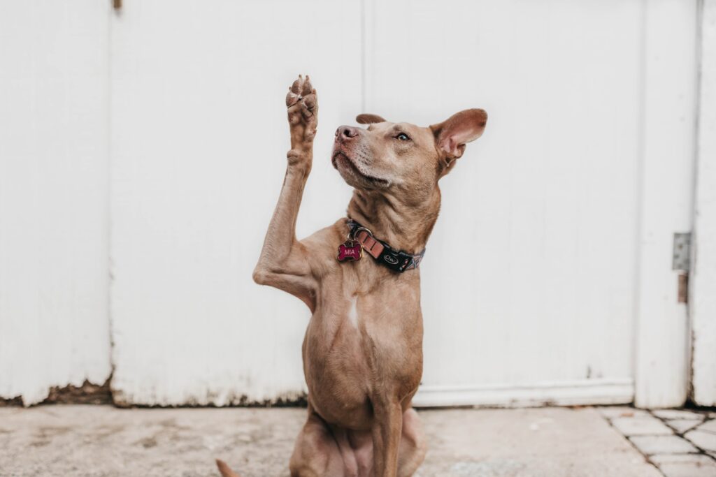 cortar uñas perro