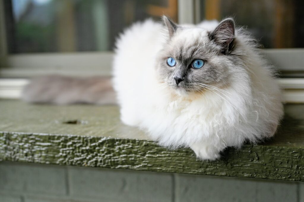 Alimento para gato Ragdoll