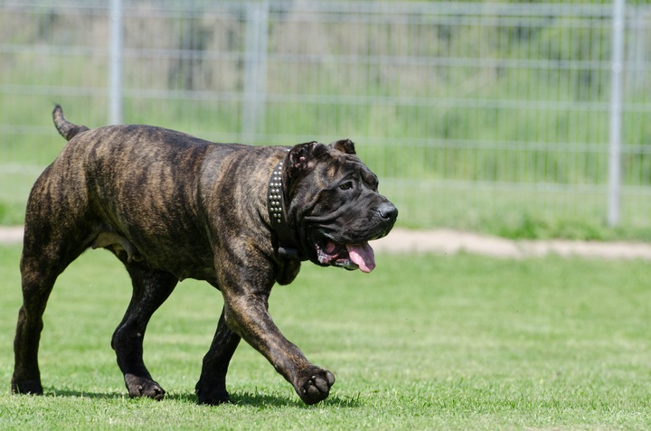 Dogo Español