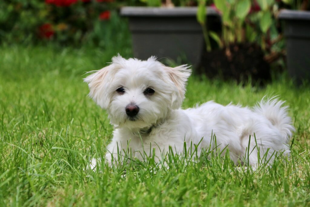 razas de perros pequeños que no crecen