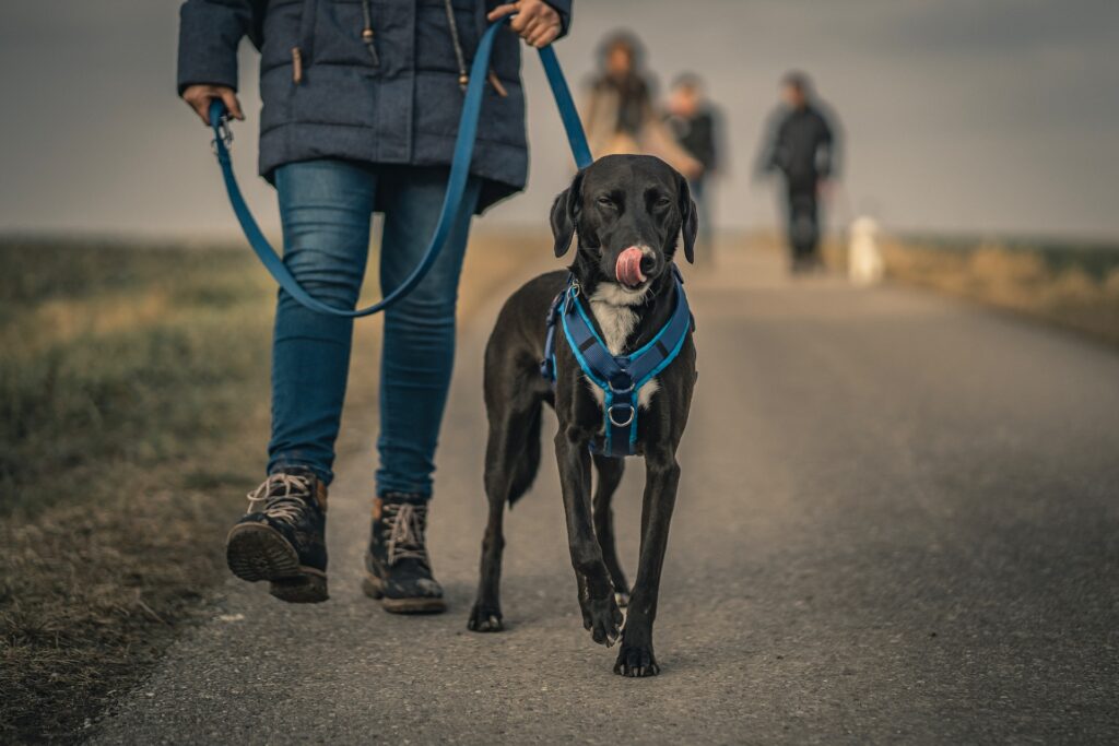 correas para perros