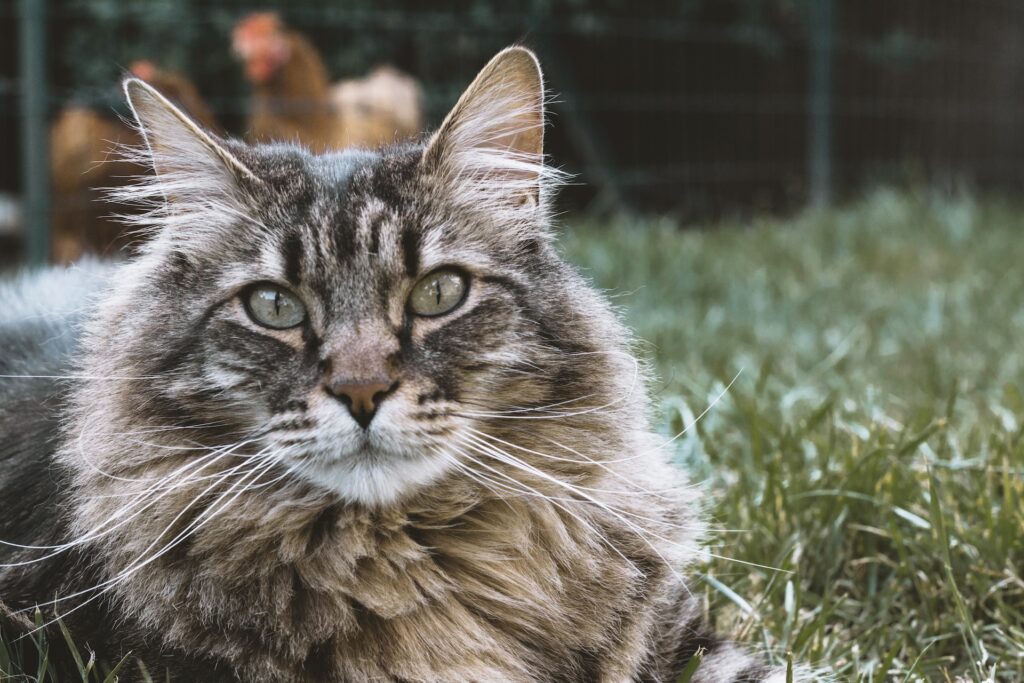 Alimento para gato Siberiano