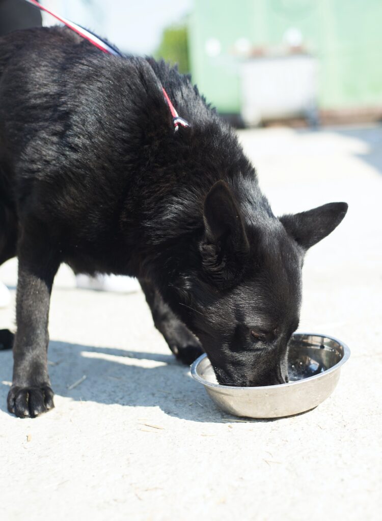 bebedero para perros