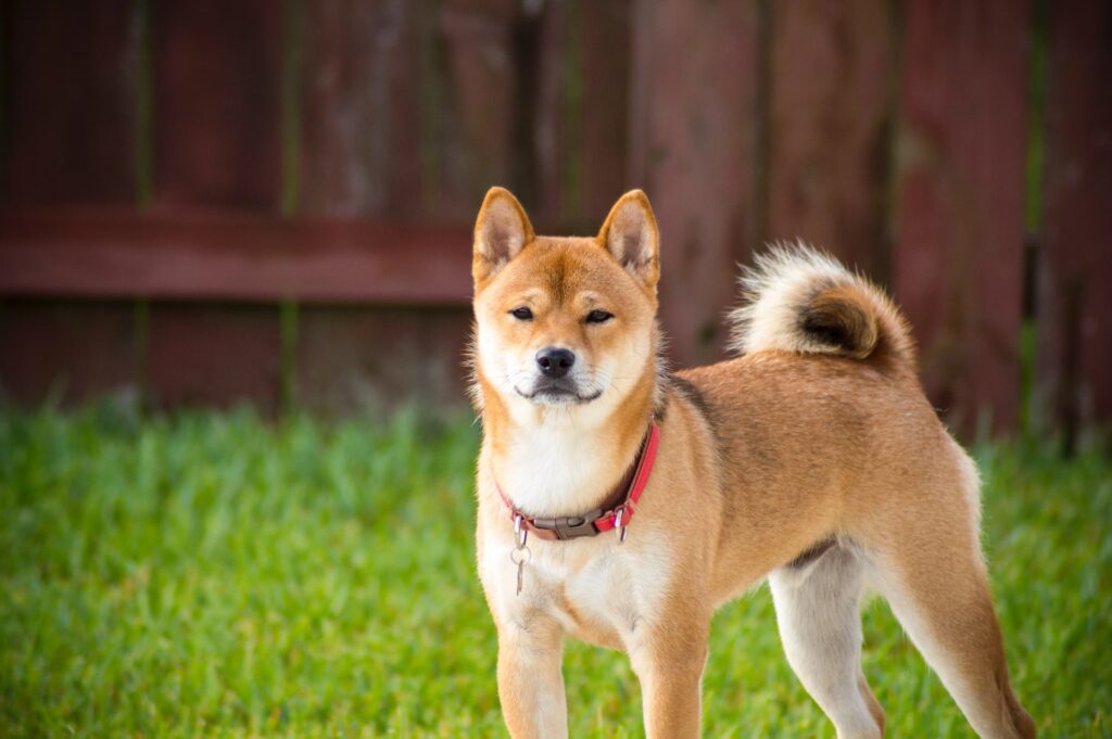 razas de perro japoneses