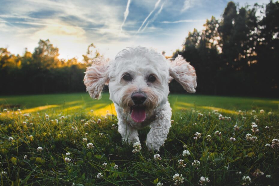 curso para tener perro