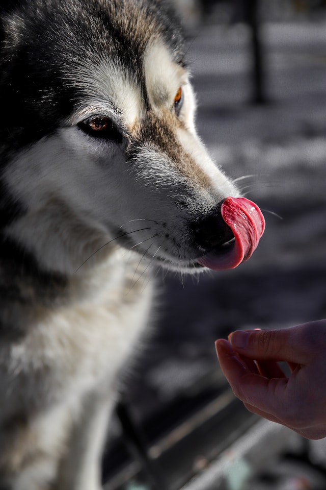 dog chow adulto