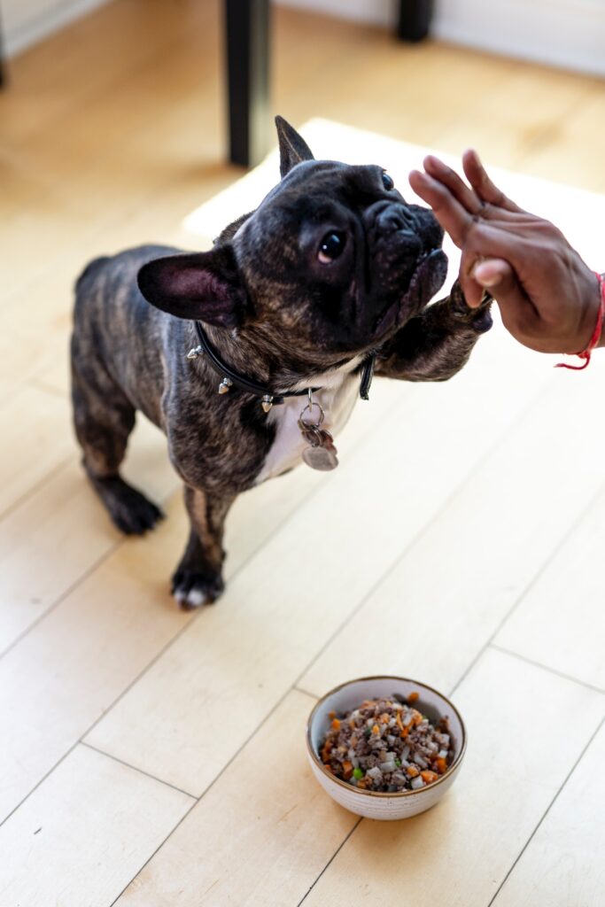 Los mejores alimentos crudos para perros