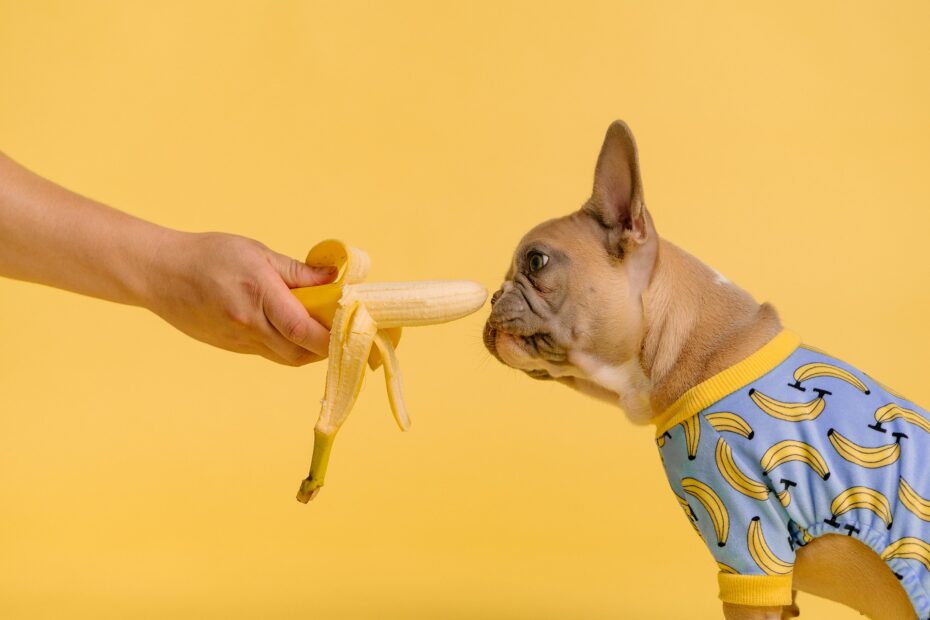 que frutas pueden comer los perros