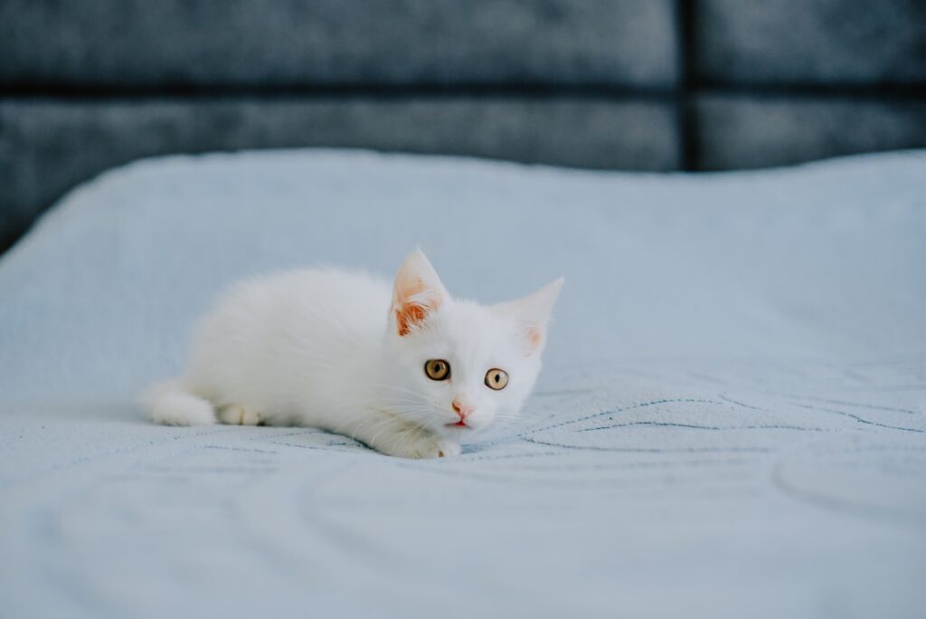 Receta de sustituto de leche para gatitos