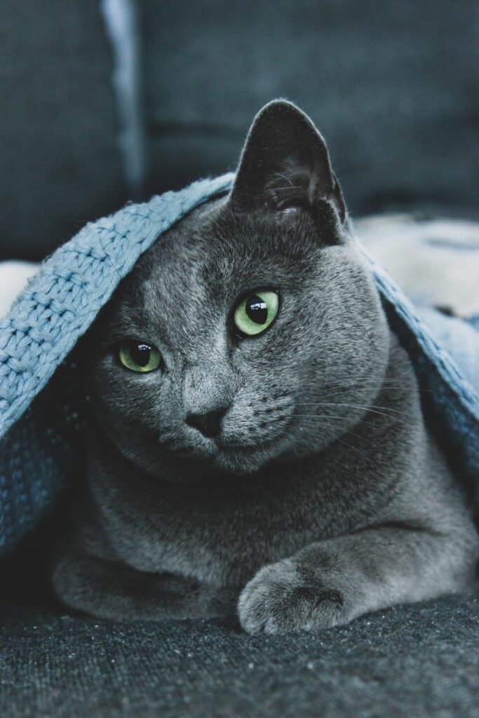 Alimento para gato Azul ruso
