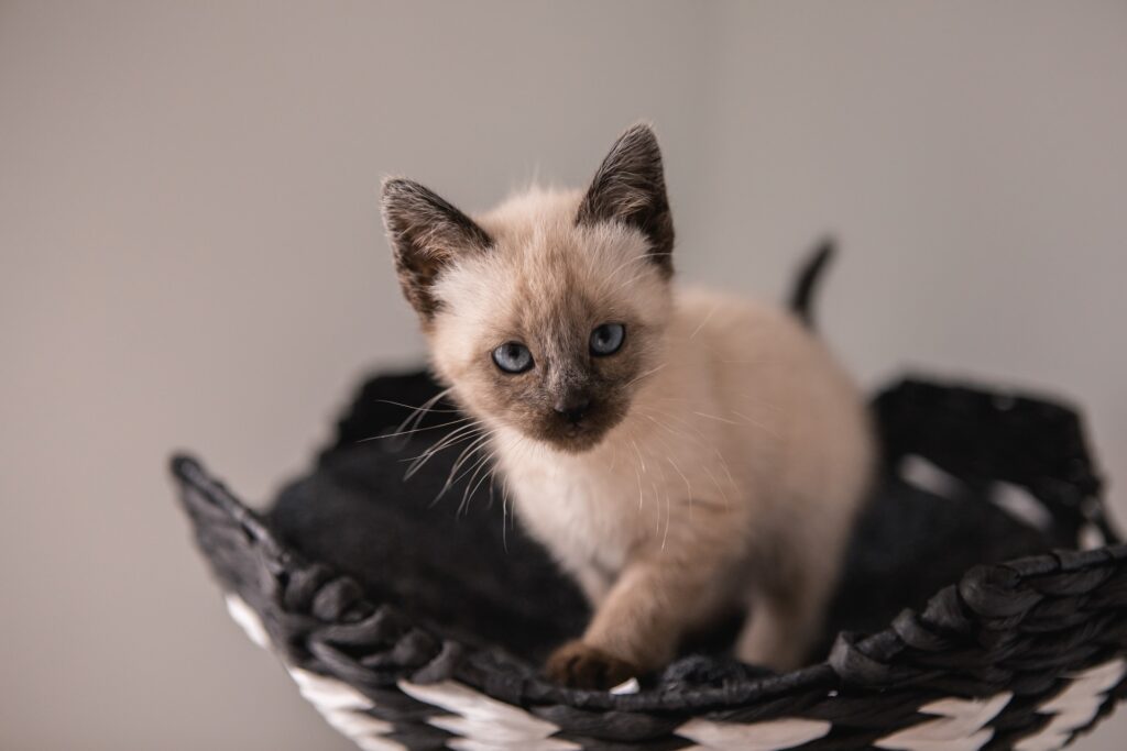 como saber si un gato es hembra o macho