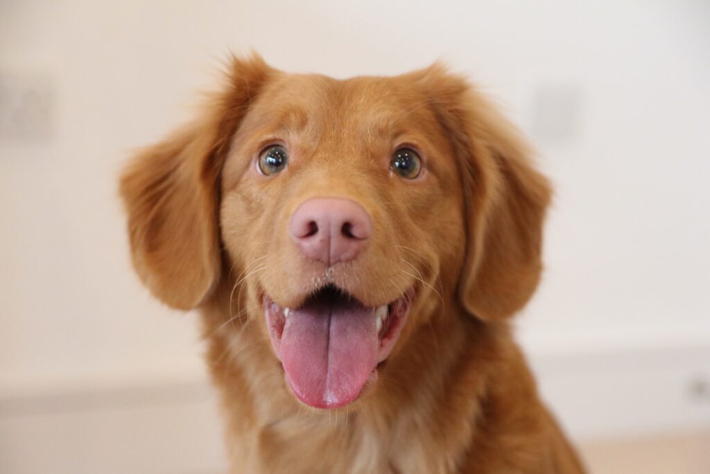 mejores croquetas para perro profeco 2022