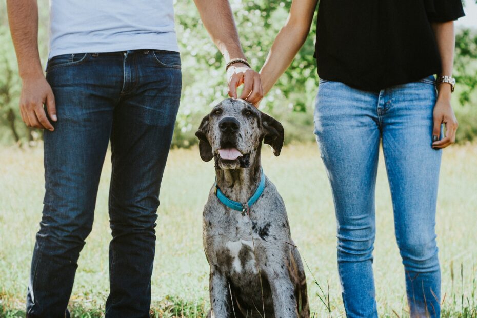 venta de perros entre particulares