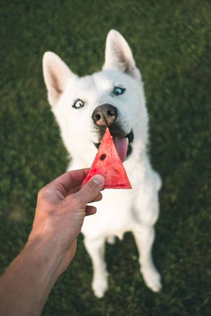 frutas que pueden comer los perros