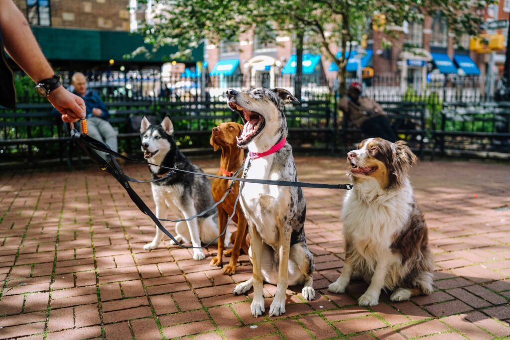 paseador de perros